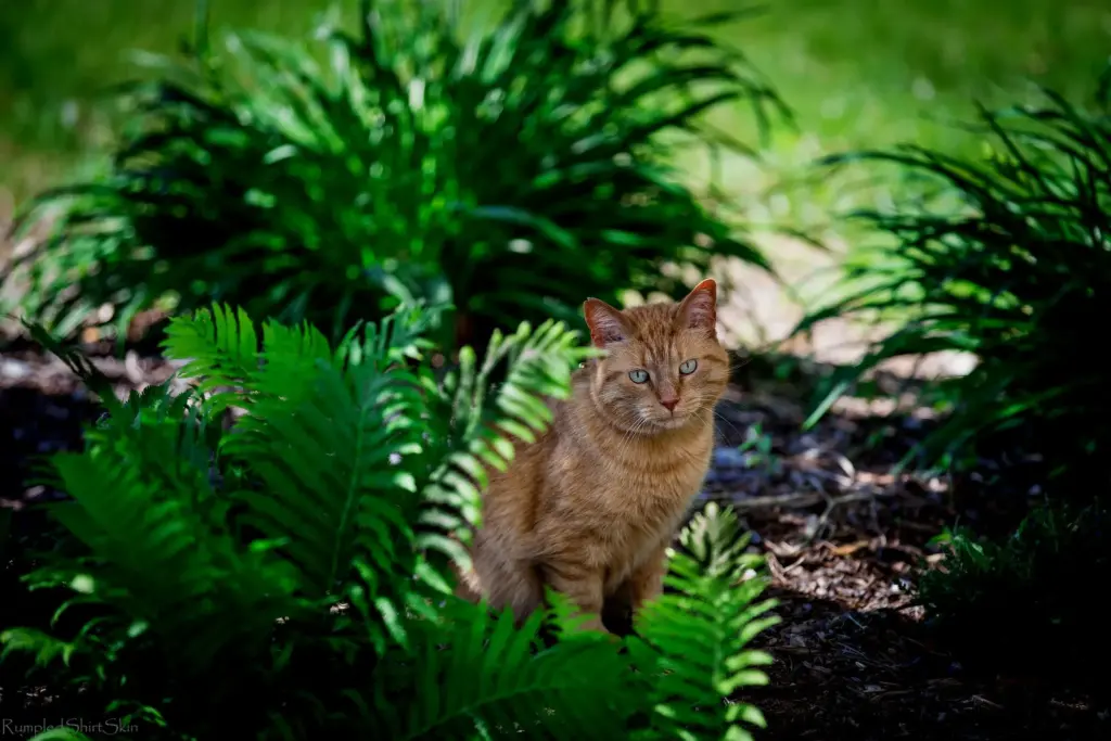 are your house ferns a hidden danger to cats (2)