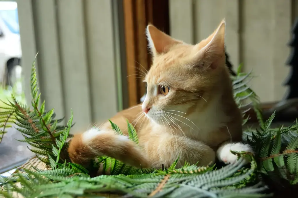 are your house ferns a hidden danger to cats (3)