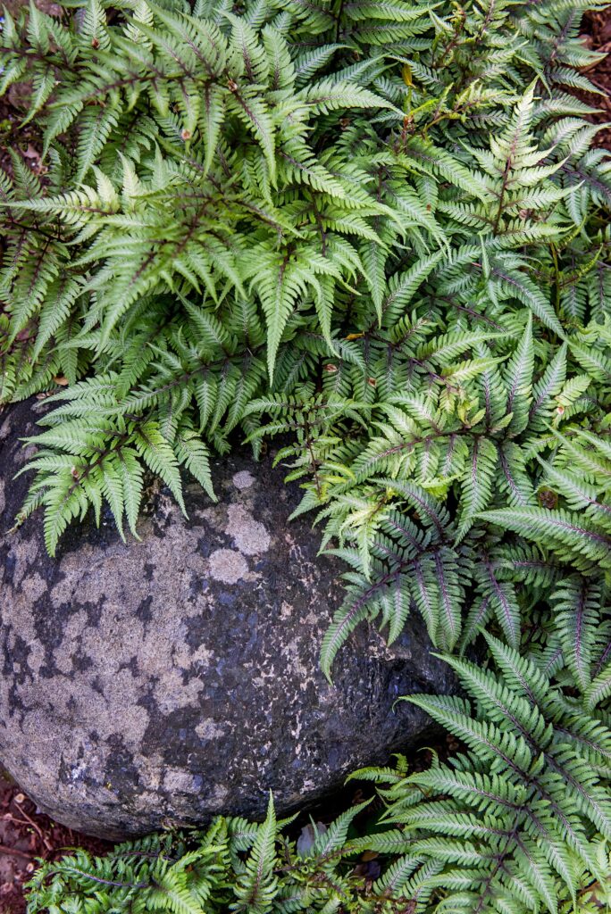 how to care for outdoor ferns (1)