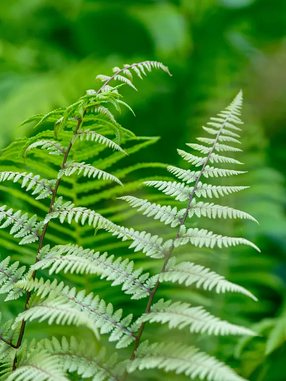 how to care for outdoor ferns (1)