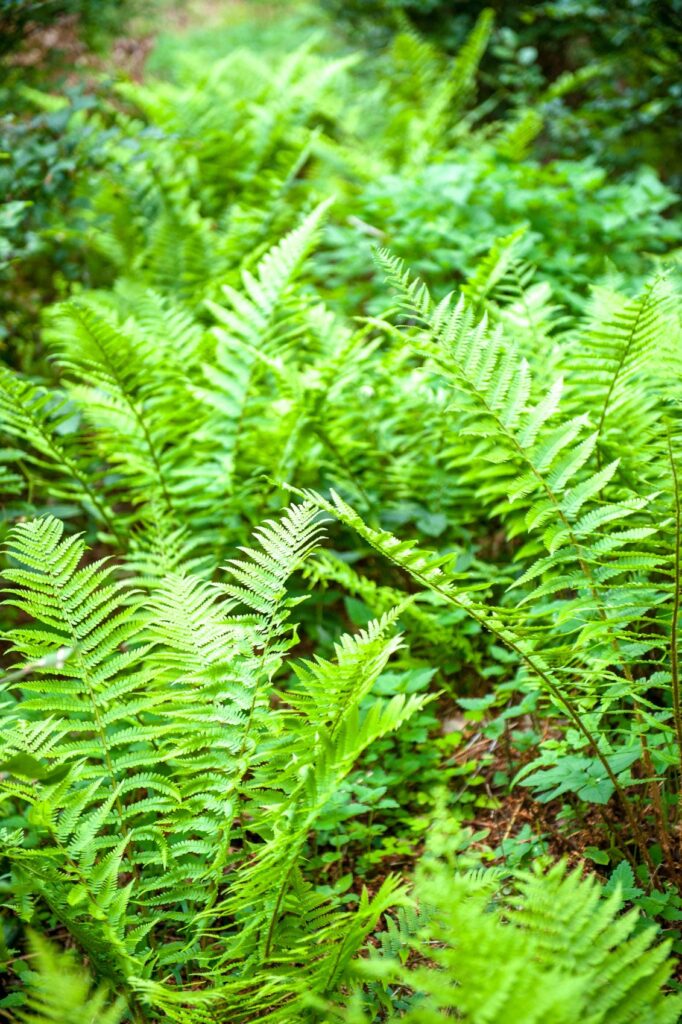 how to care for outdoor ferns (2)