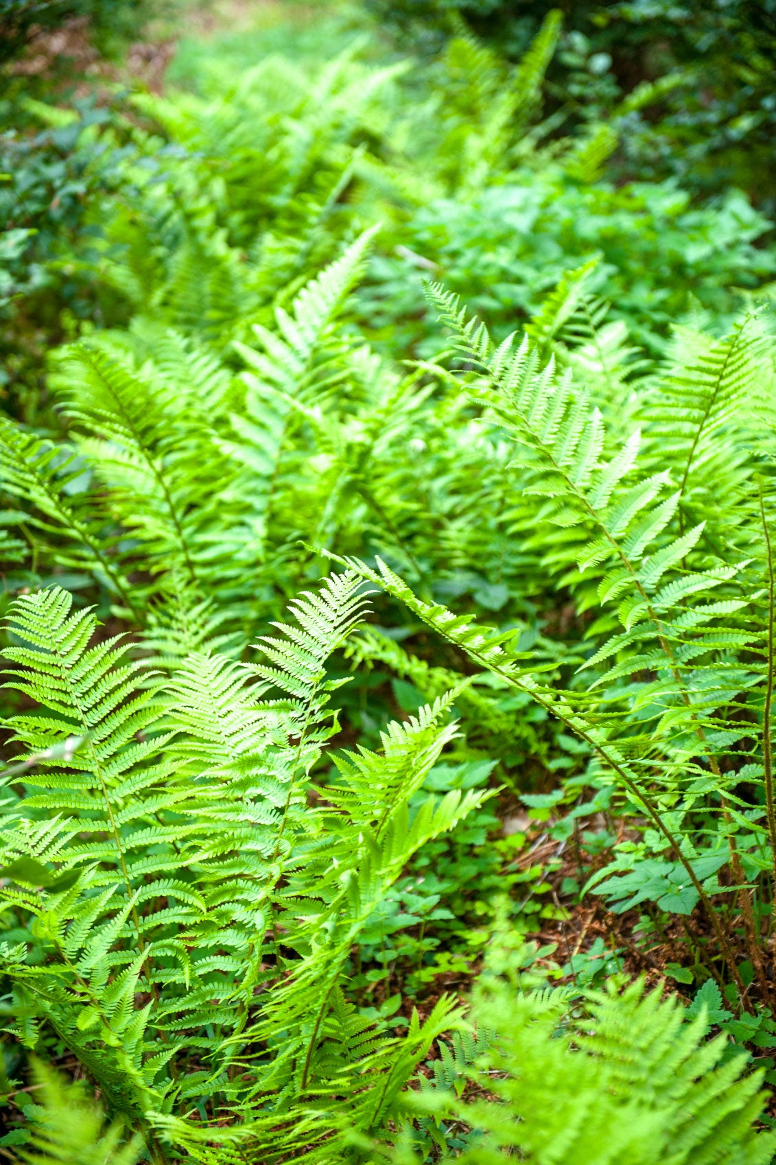 how to care for outdoor ferns