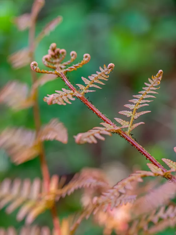how to care for outdoor ferns (2)