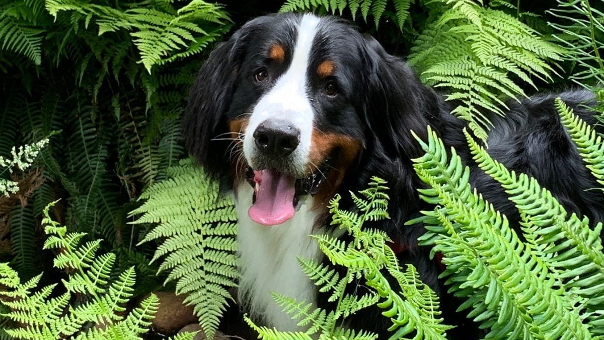 Are ferns poisonous to dogs? Avoiding Toxic Plants at Home