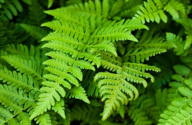 are ferns poisonous to dogs