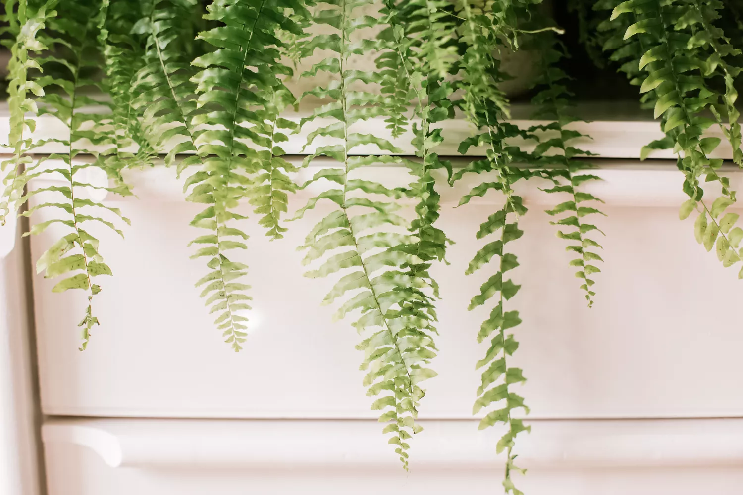 Healthy Boston fern with long arching green fronds