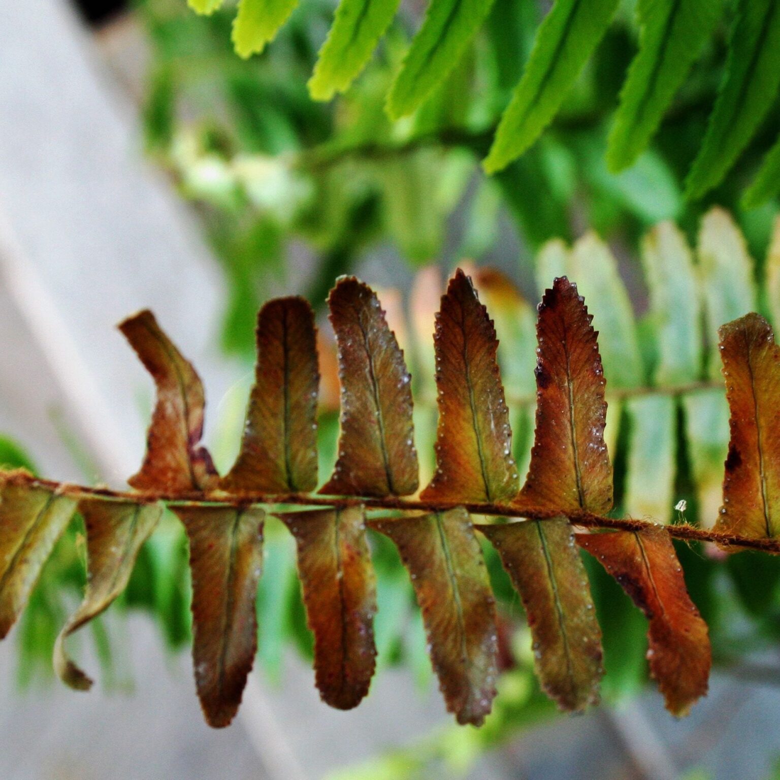 Brown fern tissue that requires inspection before determining whether the cause is environmental, pest-related or infectious