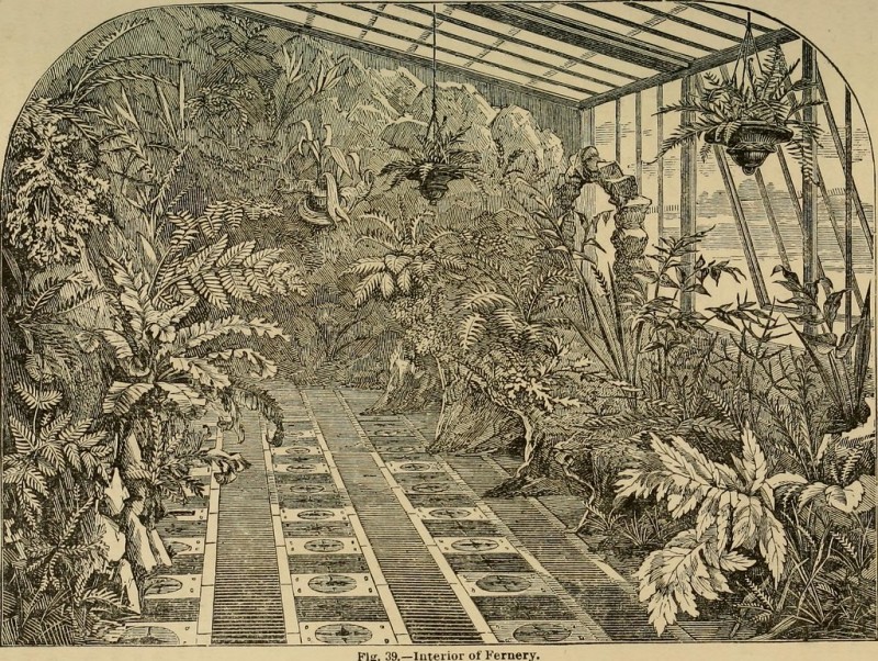 caring for ferns as houseplants