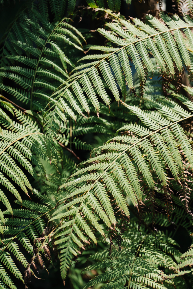 ferns, fern care, types of ferns, indoor ferns, fern plant care, fern problems, growing ferns (1)