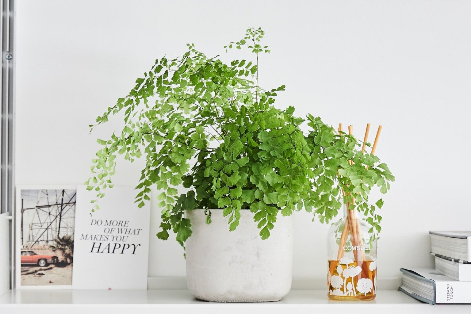 Close view of maidenhair fern fronds showing fine leaflets and dark stems