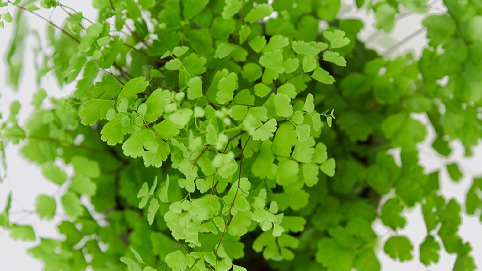 Healthy maidenhair fern growing in bright filtered indoor light