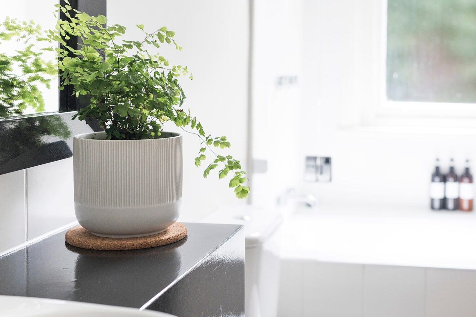 Adiantum maidenhair fern with delicate green leaflets on dark stems
