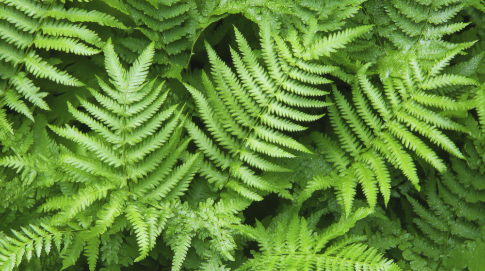 outdoor fern care (1)