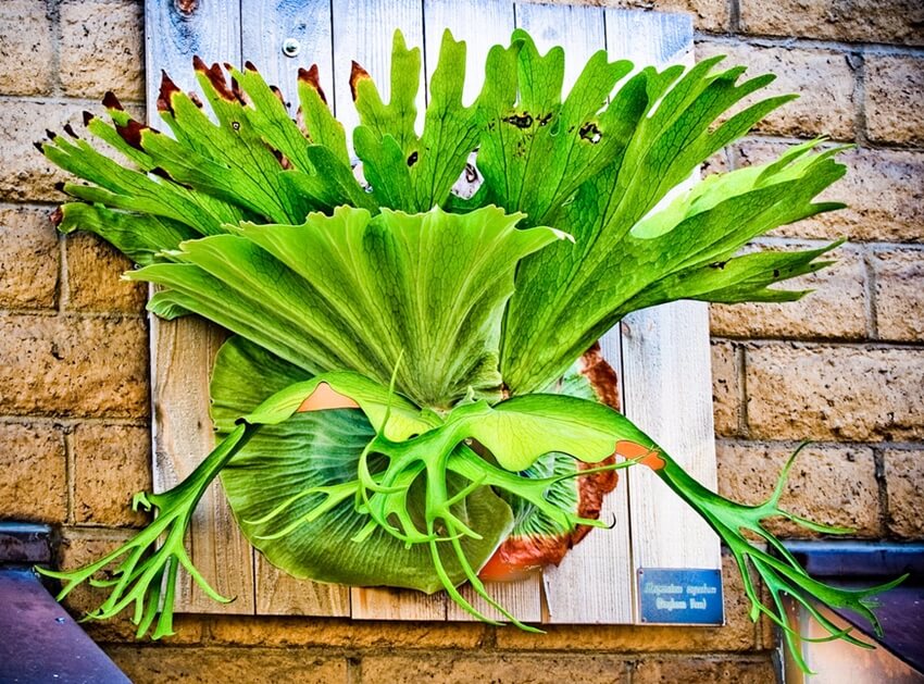 staghorn fern (1)