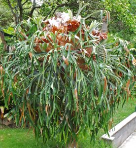 staghorn fern (2)