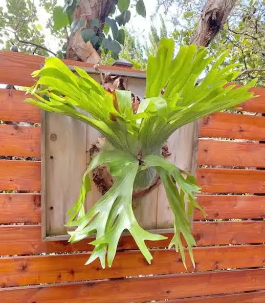 staghorn fern (2)