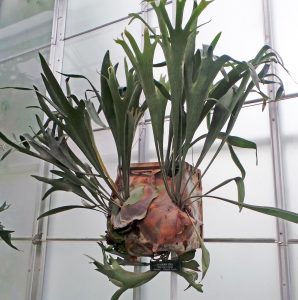 staghorn fern (4)
