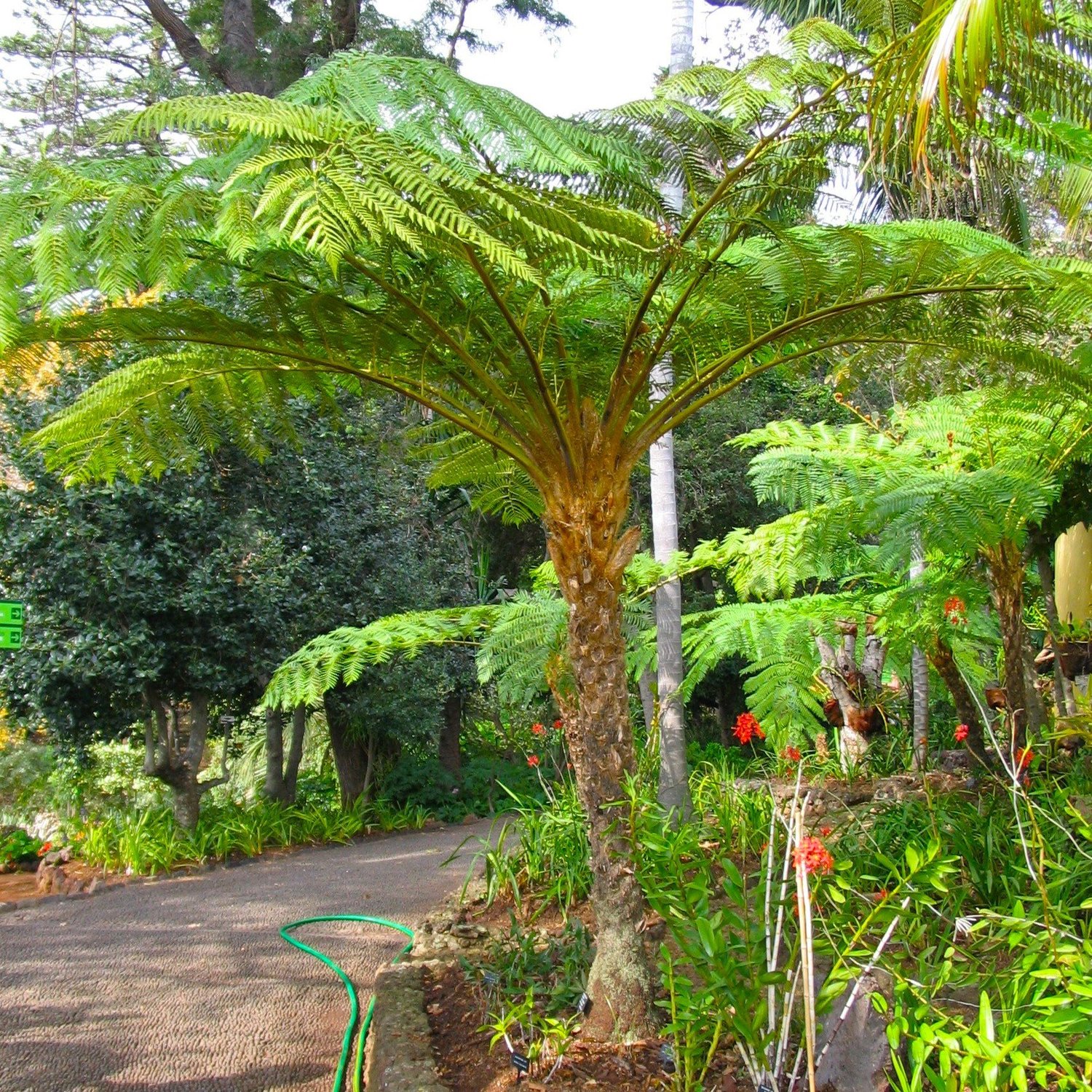 Cultivated tree fern growing in a sheltered subtropical garden