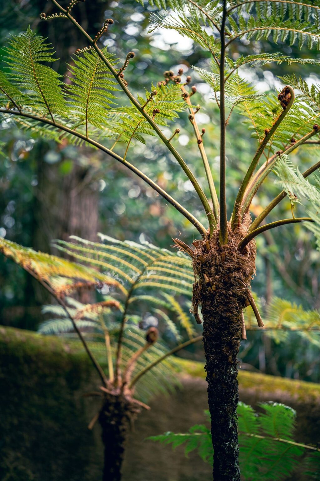 Tree fern crown with newly unfurling fronds in a humid forest setting