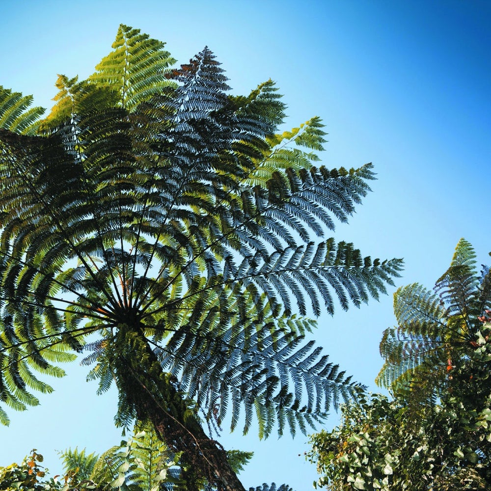 tree fern (4)