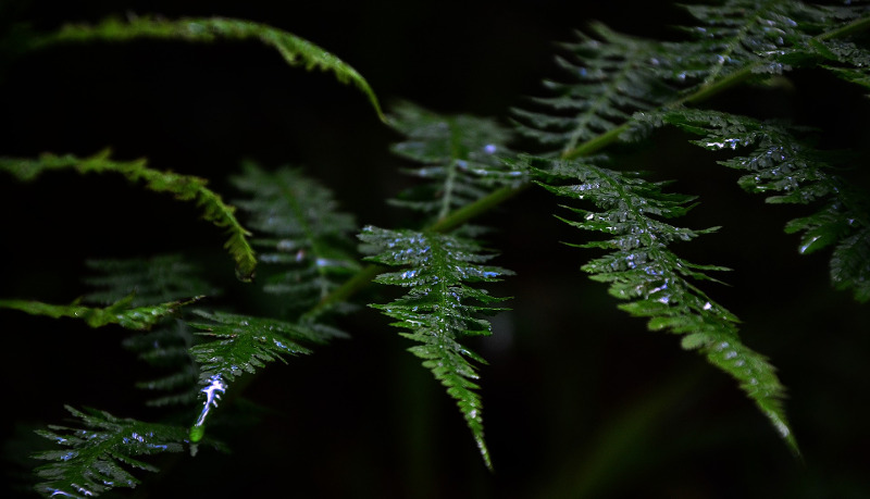 wet fern foliage after watering