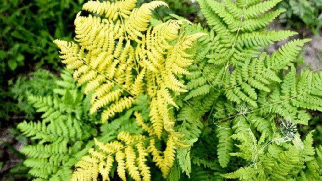 yellow leaves fern (1)