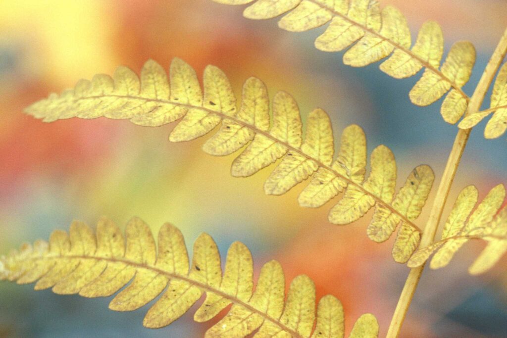 yellow leaves fern (1)