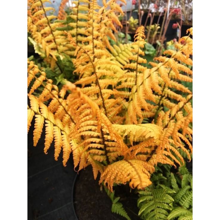 yellow leaves fern (3)