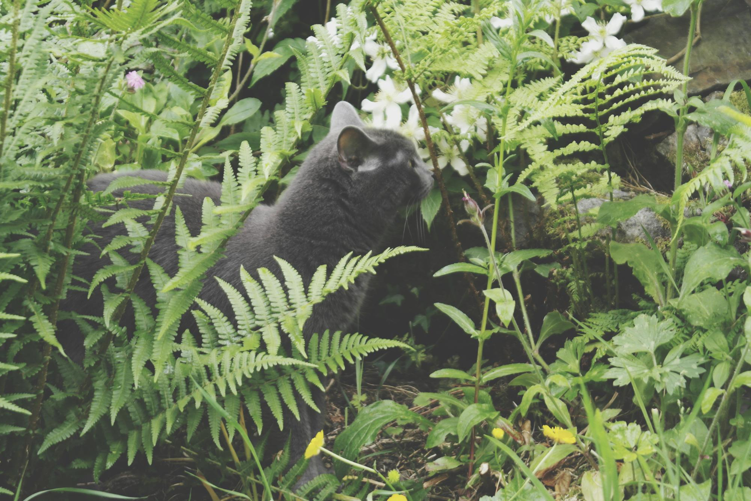 Are Ferns Toxic to Cats?