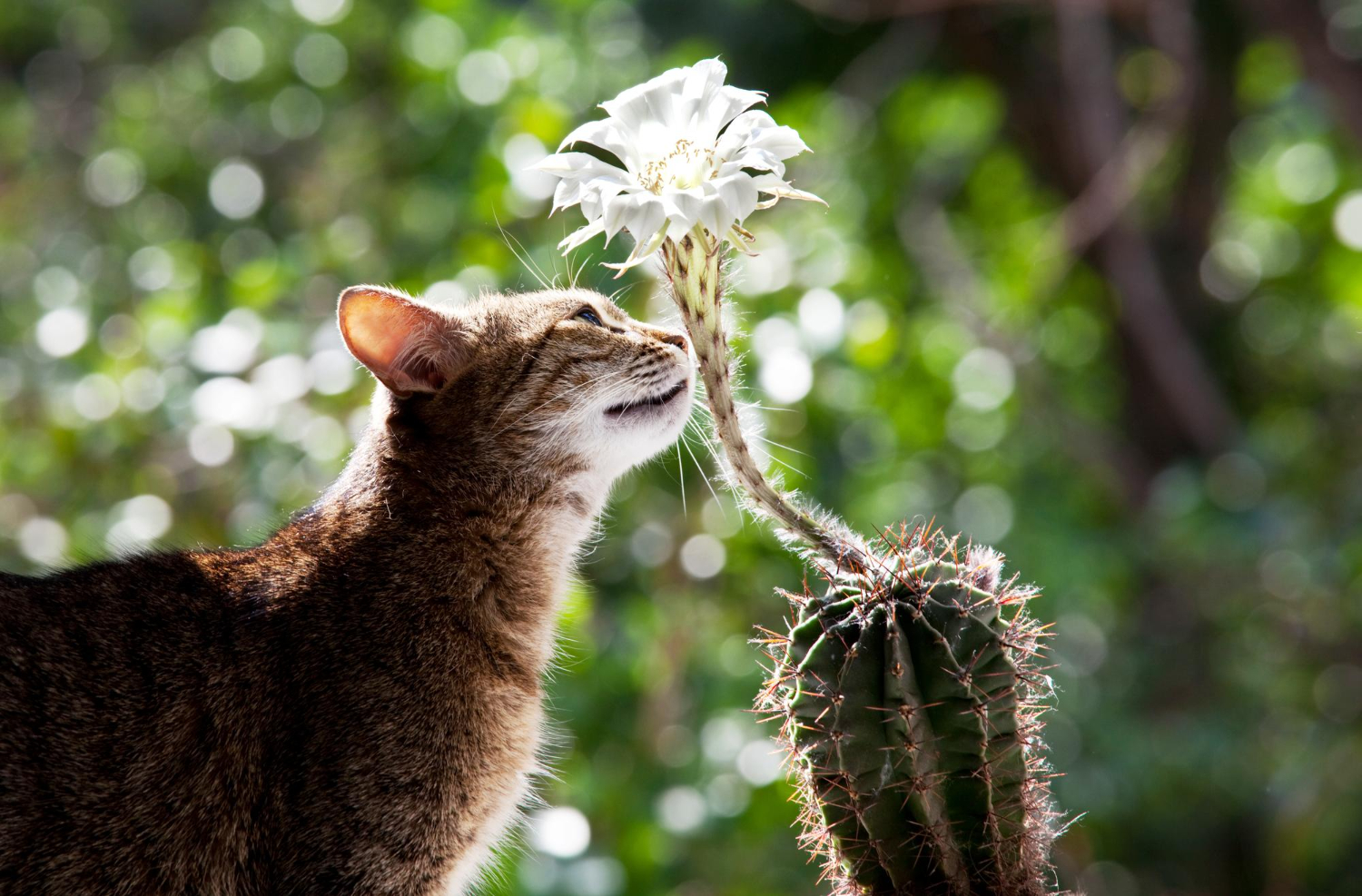 Cat investigating a houseplant, illustrating why correct plant identification matters