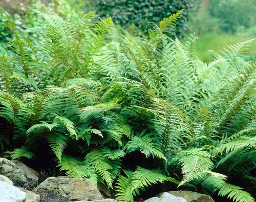 complete fern handbook (1)