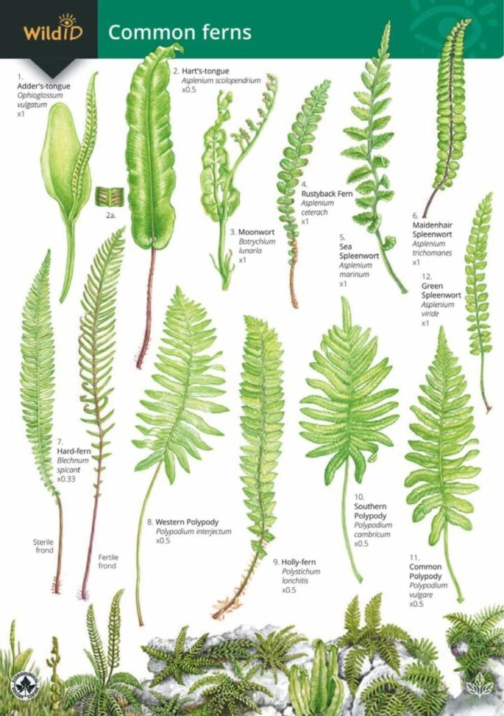 complete fern handbook (1)