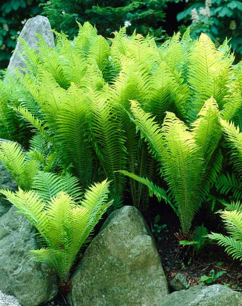 complete fern handbook (2)