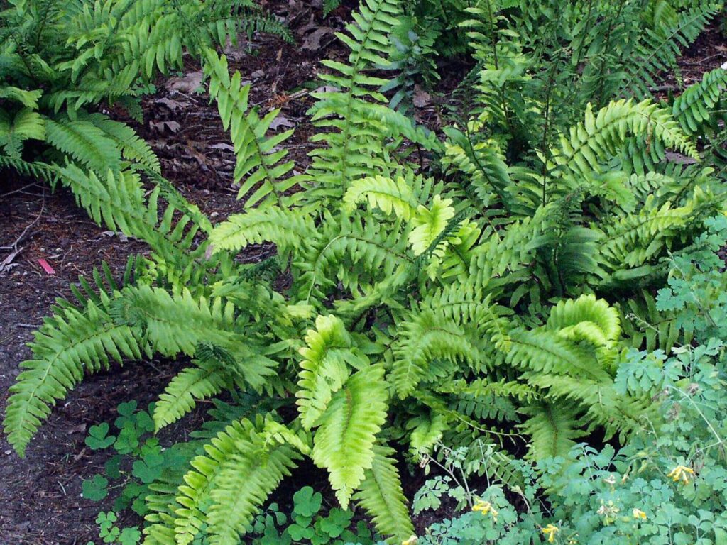 complete fern handbook (3)