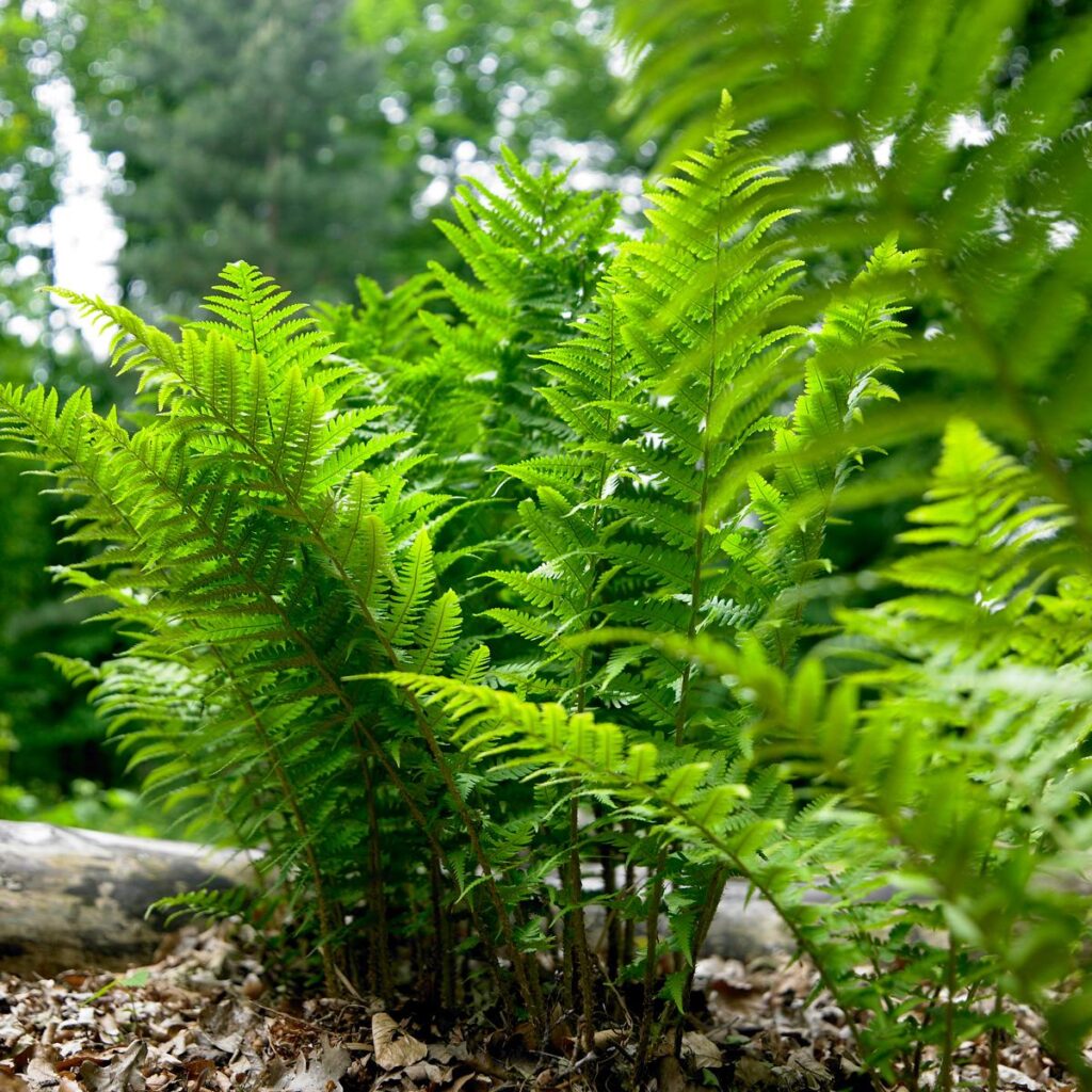 complete fern handbook (5)