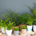 do ferns need indirect sunlight