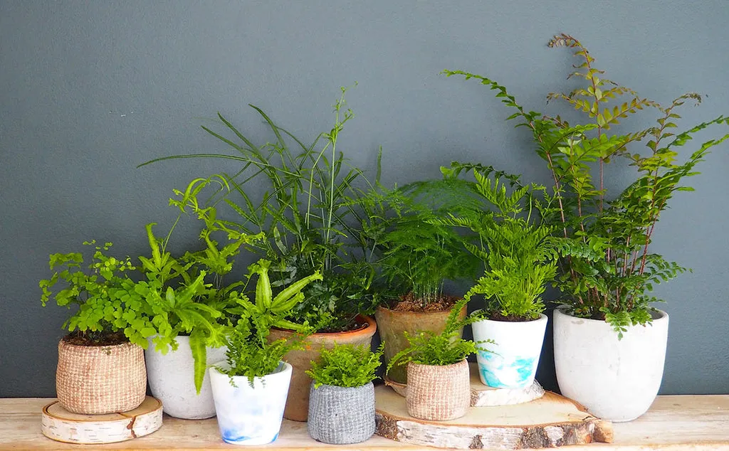 Do Ferns Need Indirect Sunlight? A Simple Guide to Fern Light Needs