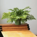 do indoor ferns need drainage holes