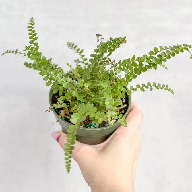 do indoor ferns need drainage holes