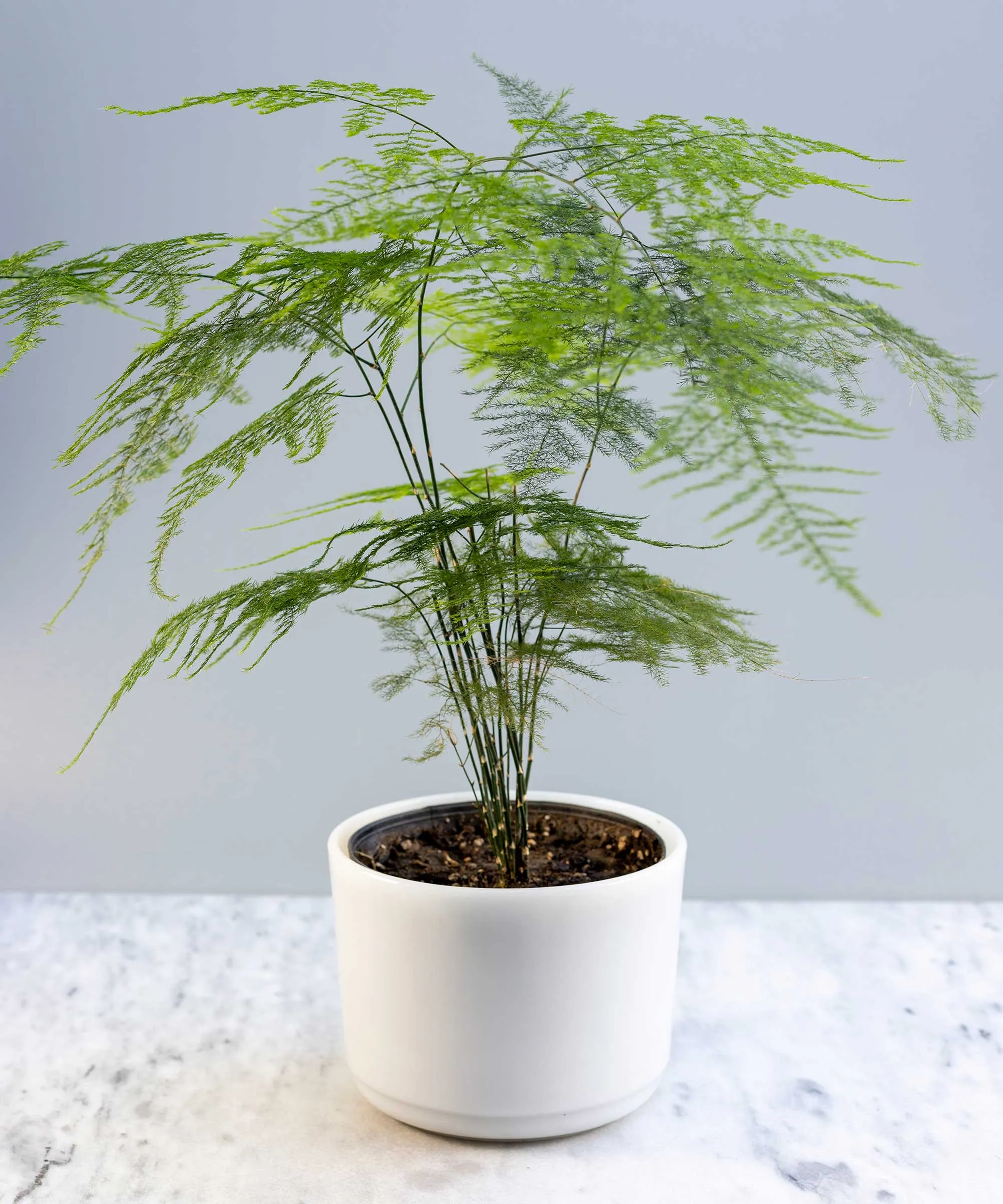 Fern leaves turning yellow