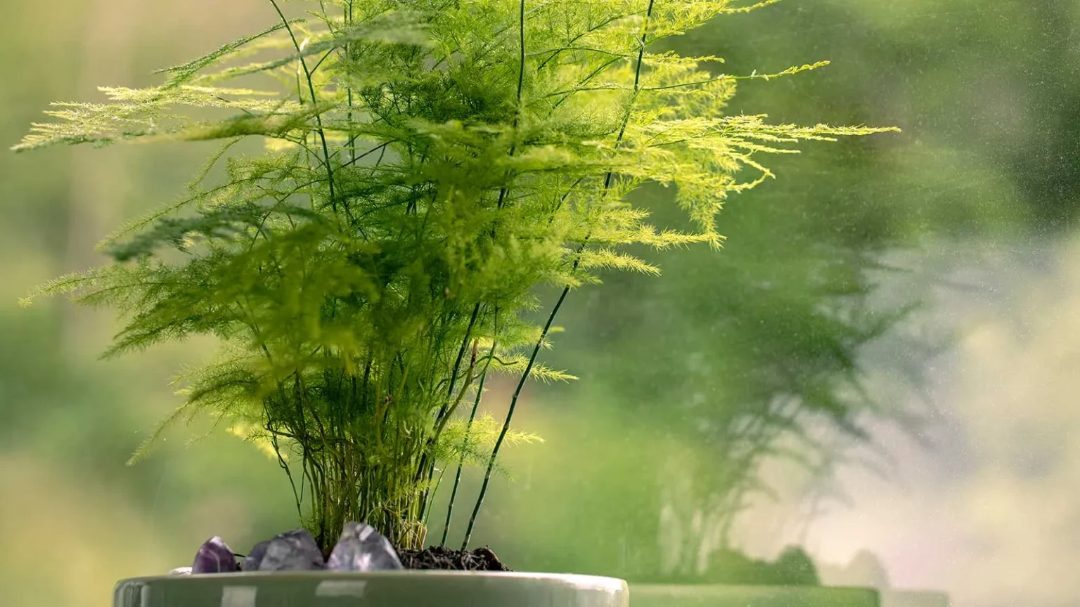 Fern leaves turning yellow on a potted fern
