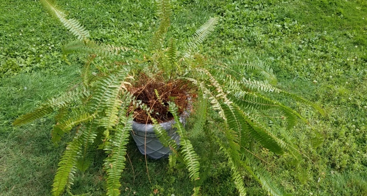 how do ferns reproduce (1)