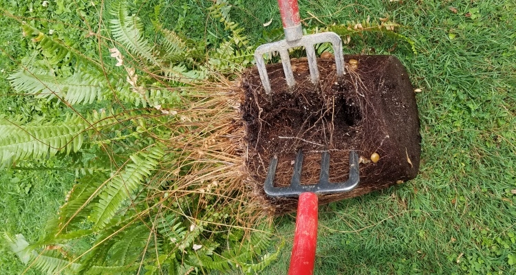 how do ferns reproduce (2)