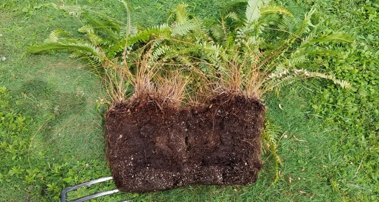 how do ferns reproduce (3)