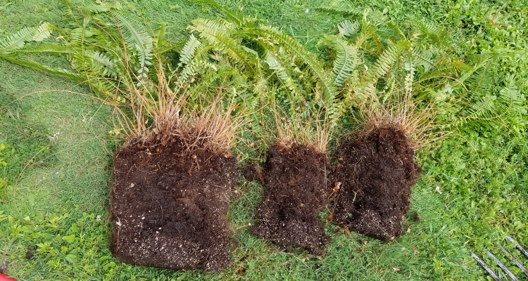 how do ferns reproduce (4)