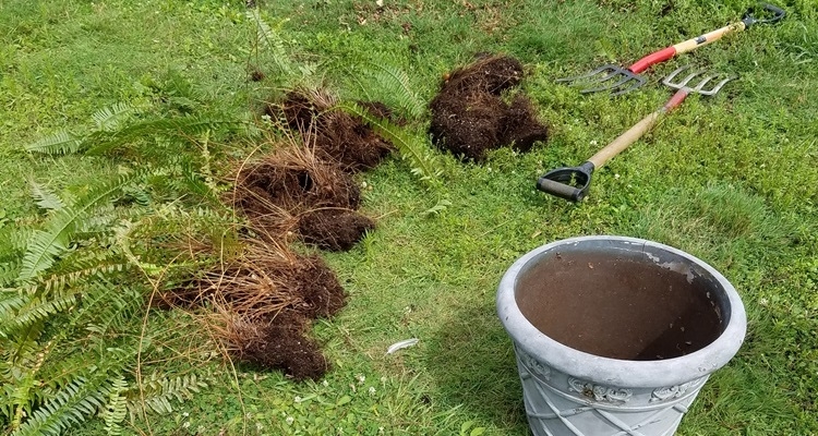 how do ferns reproduce (5)