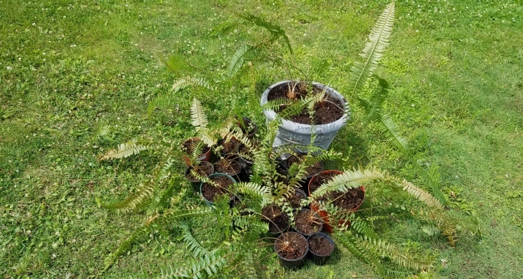 how do ferns reproduce (6)