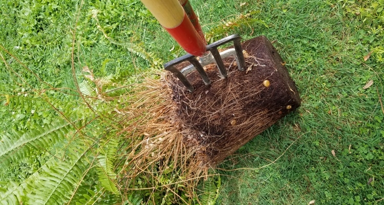 how do ferns reproduce (7)