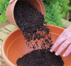 repotting ferns (1)