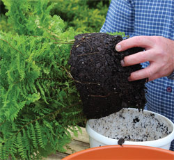 repotting ferns (3)